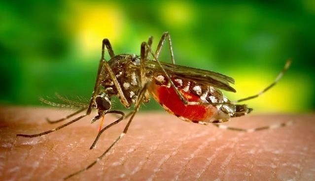 First Zika Virus Case Reported in Karnataka